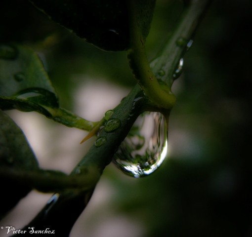 "gota de rocio" de Victor Alejandro Sanchez Bermudez