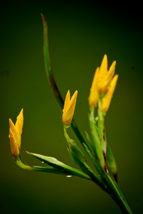 "Flor amarilla" de Diego Galndez