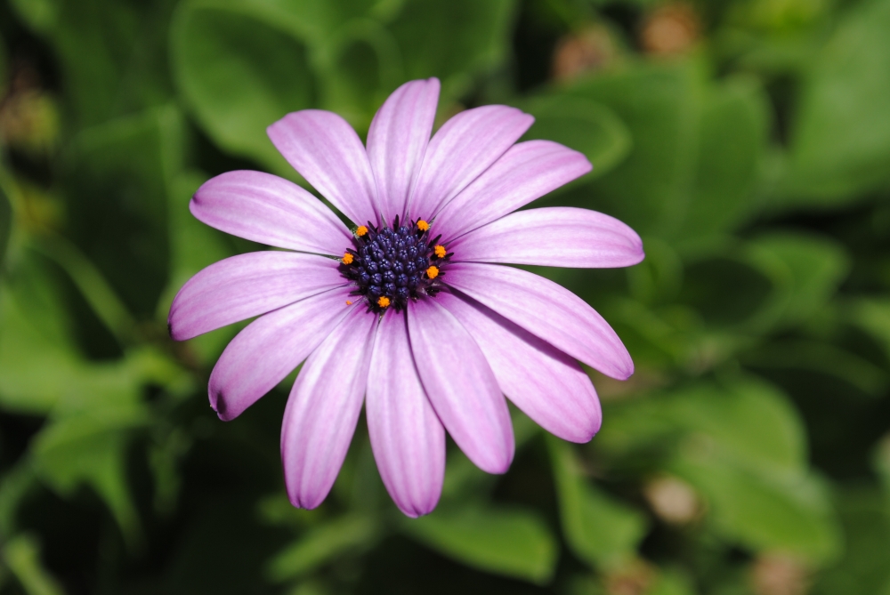 "sencillamente una flor" de Silvana Sanchez