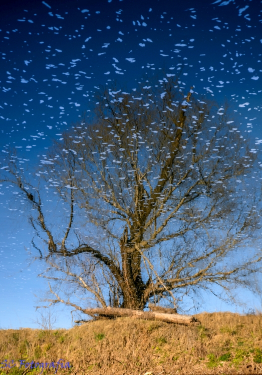 "reflejos" de Sergio Campi