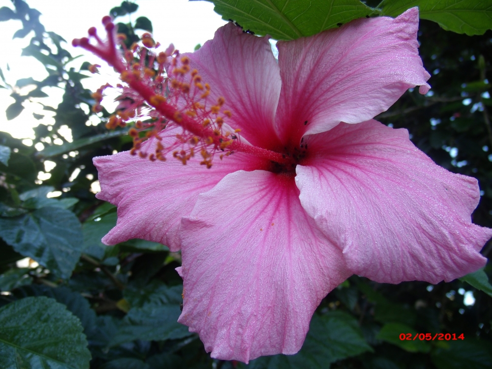 "Piojillos en el Hibiscus" de Elisabet Monica Saint Andre ( Moni )