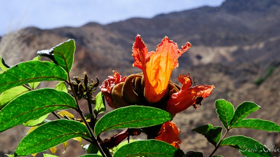 "Rincones del Per #253 Can del Colca" de David Roldn