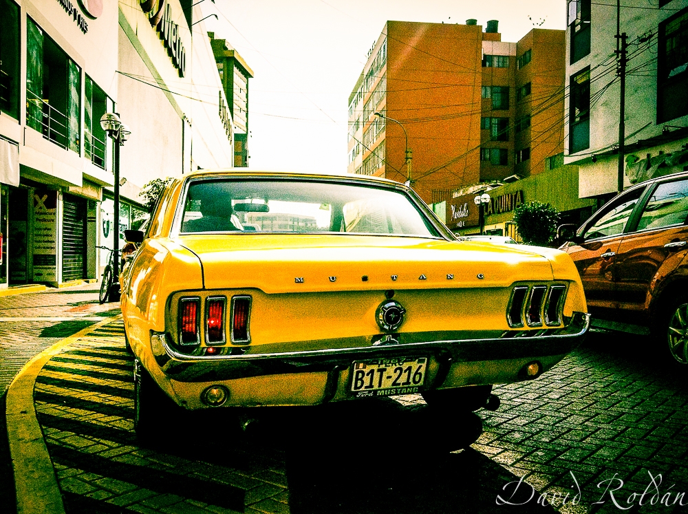 "Yellow Mustang 0955" de David Roldn