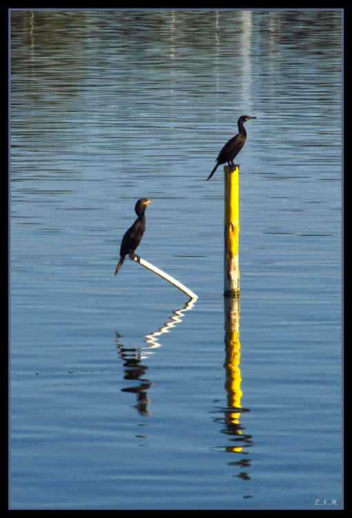 "Cormoranes" de Laura Noem Huizenga