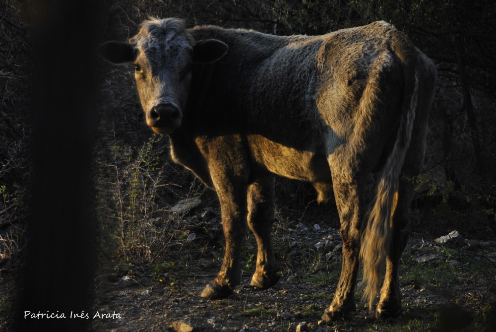 "Torito curioso" de Patricia Ins Arata