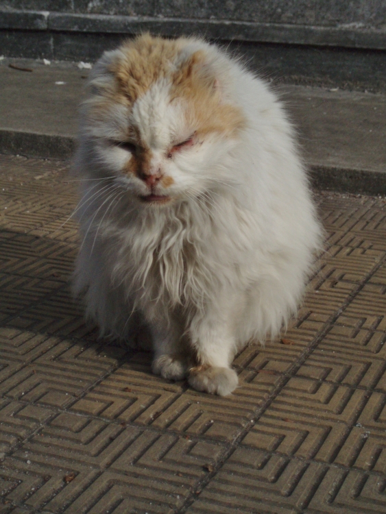 "Gato de cementerio" de Alejandra Gientikis Tarantino