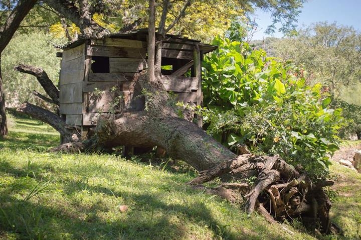 "la casa del arbol" de Javier Crembil