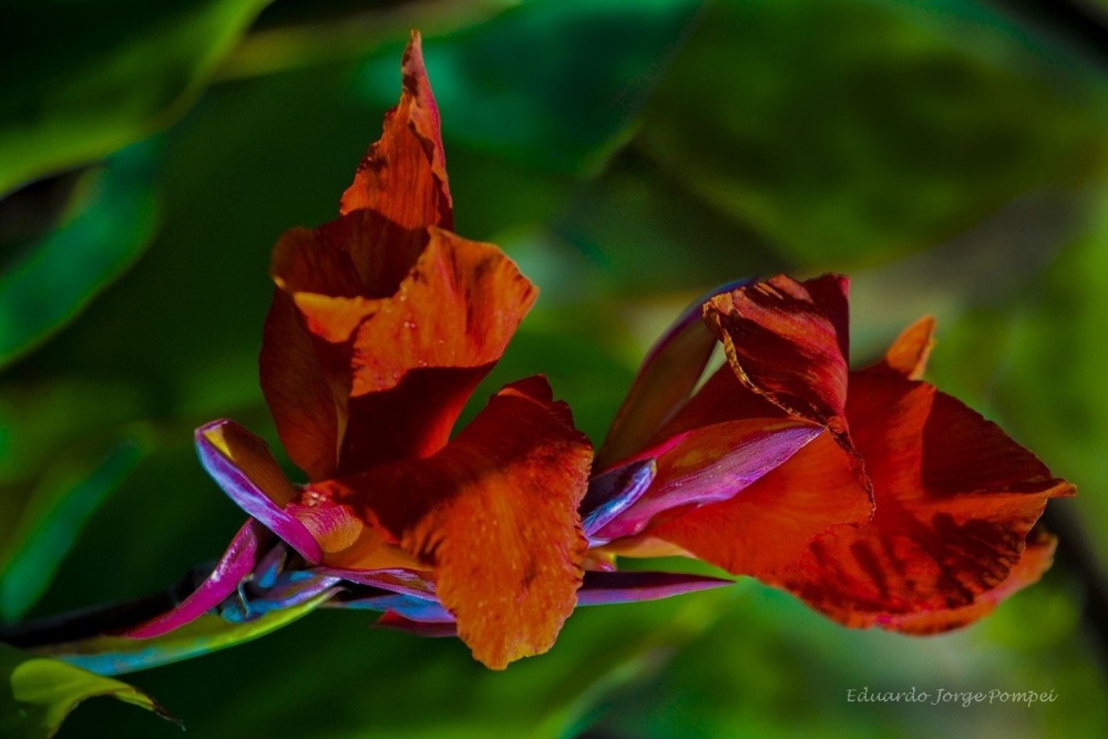 "Colores" de Eduardo Jorge Pompei