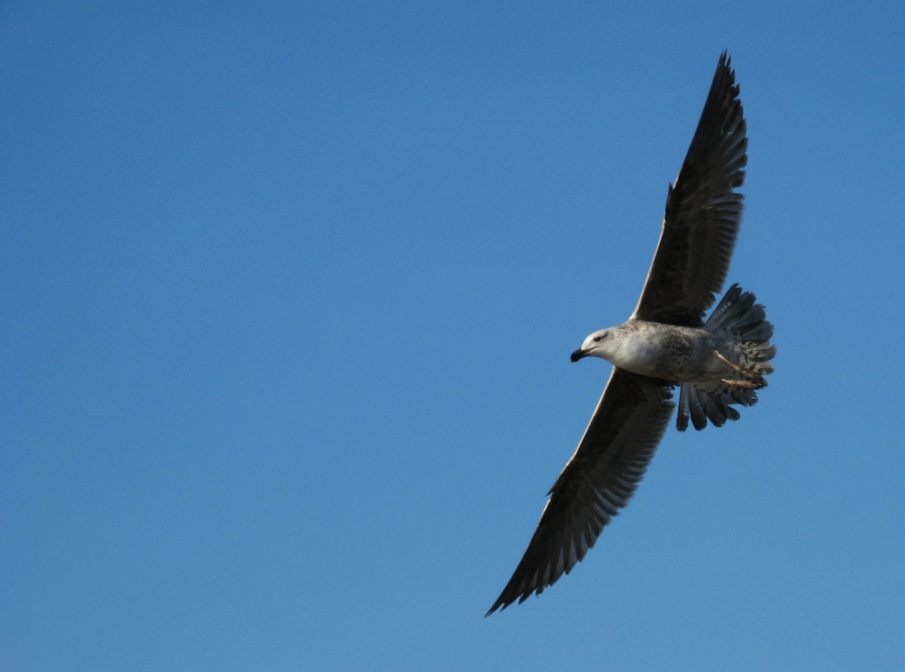 "El vuelo de la gaviota" de Carlos D. Cristina Miguel