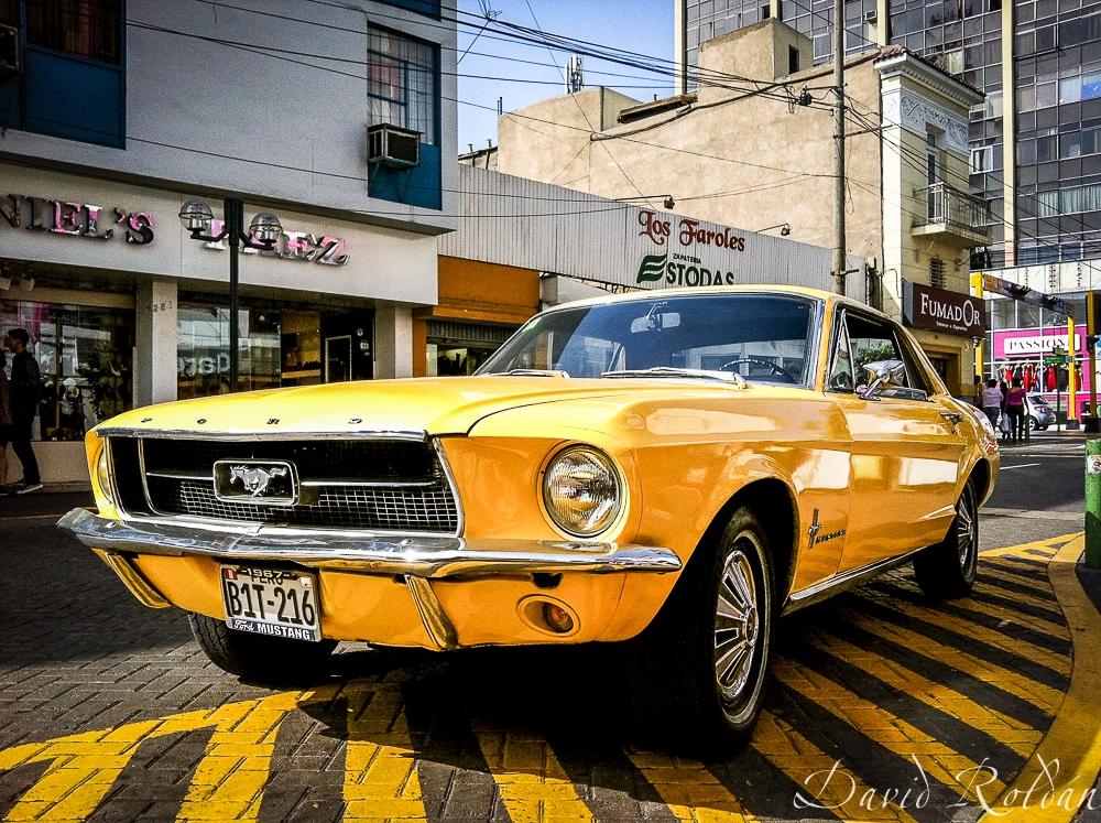 "Yellow Mustang" de David Roldn