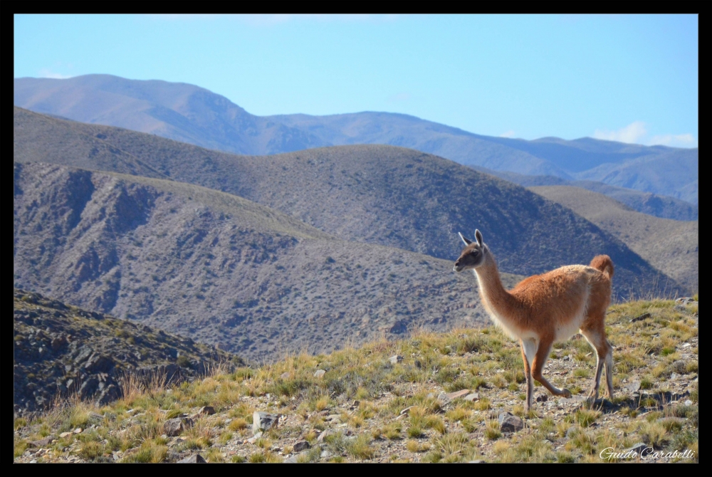 "la llama que llama" de Guido Carabelli