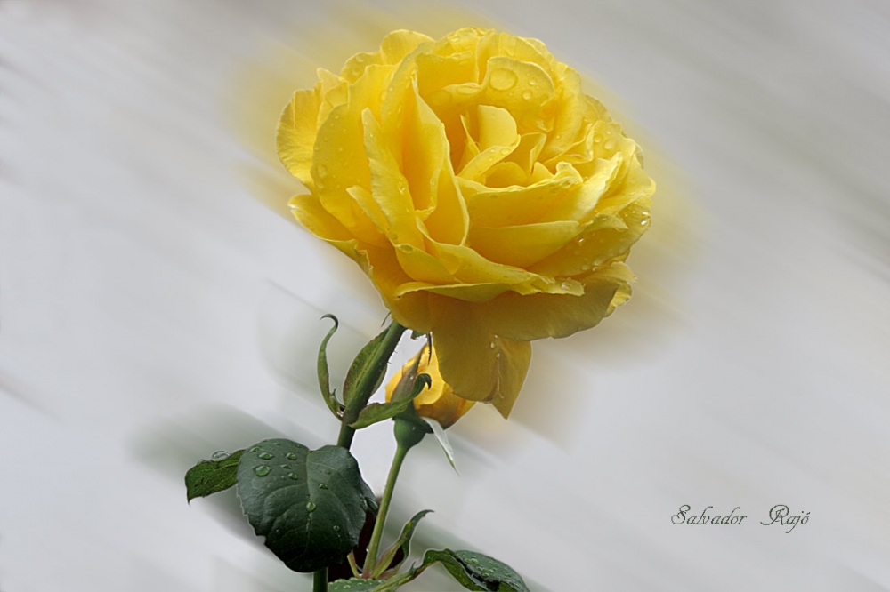 "Rosa amarilla." de Salvador Raj