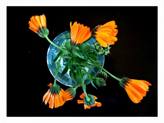 "Flores de calendula en un vaso" de Ana Maria Walter