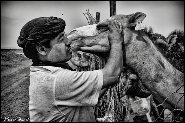 "el beso del camello" de Victor Alejandro Sanchez Bermudez