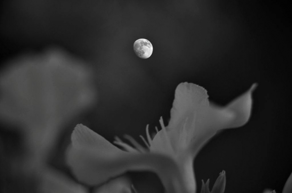 "flor de luna II" de Carlos Gustavo Gragera Garriga