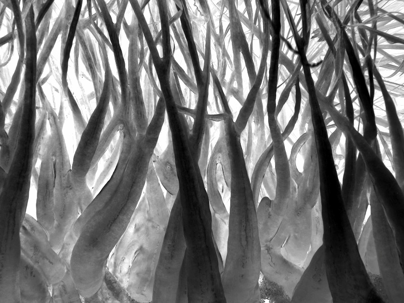 "bosque de hielo" de Marcos Pedro Escudero