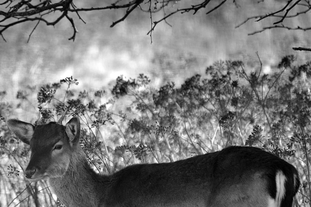 "En el monte" de Jos Marcelo Mir