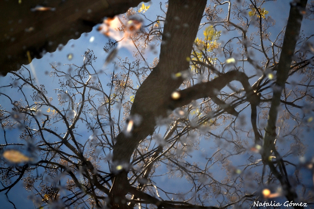 "`Reflejo de Invierno`" de Natalia Romina Gomez