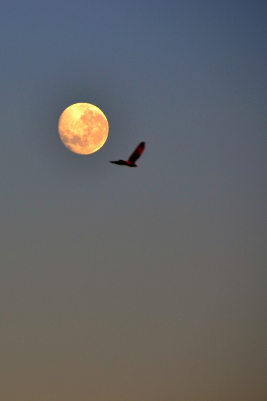 "La luna y el vuelo del pjaro" de Carlos D. Cristina Miguel