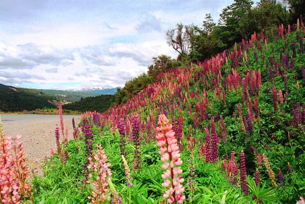 "Lupinas junto al camino a Lago Puelo." de Eduardo Sosa