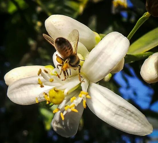 "abeja" de Marta Cristina Pedraza