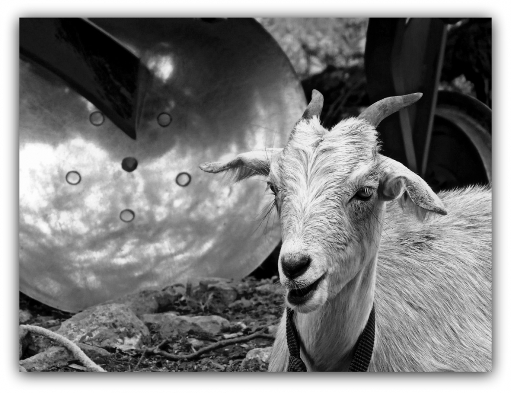 "la cabra y el arado" de Marcos Pedro Escudero