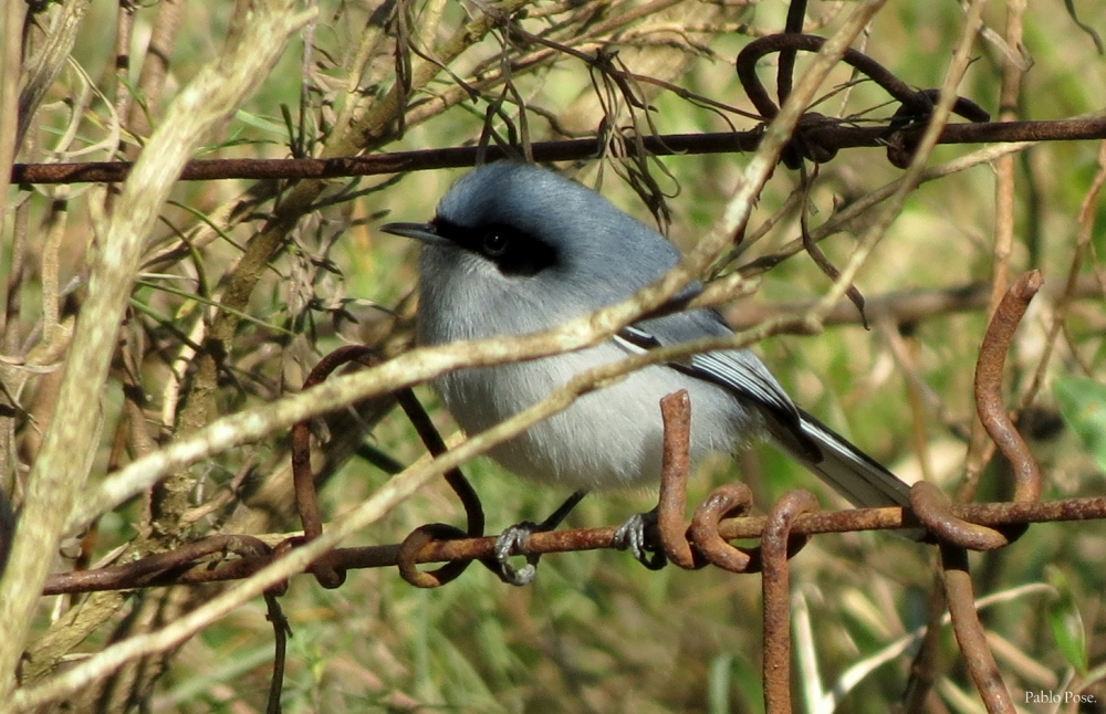 "Piojito azul." de Pablo Pose