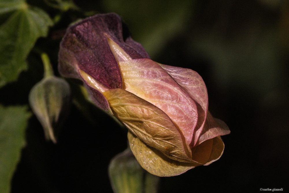 "Aproximacin a una flor" de Carlos Gianoli