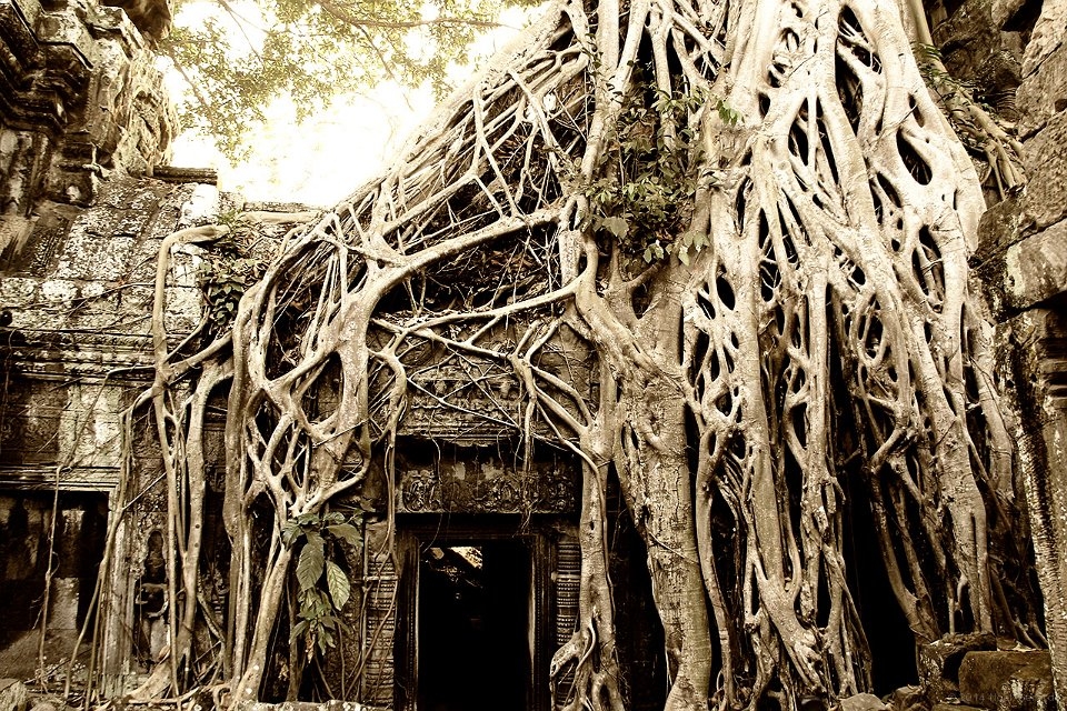 "Ta Prohm" de Gerardo Herreros