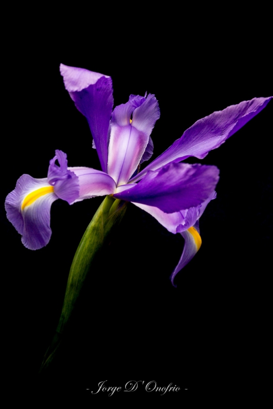 "Iris" de Jorge Donofrio