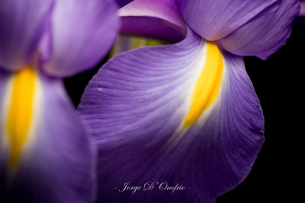 "Iris" de Jorge Donofrio