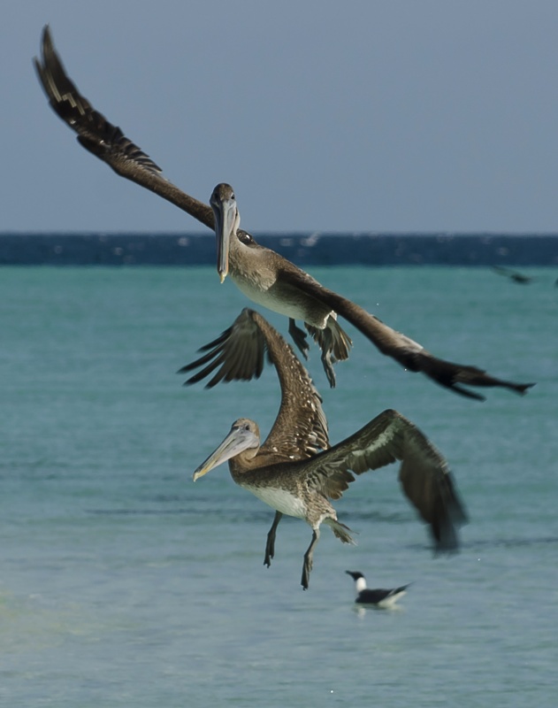 "Vuelo de pelicanos" de Daniel Gustavo Bravo