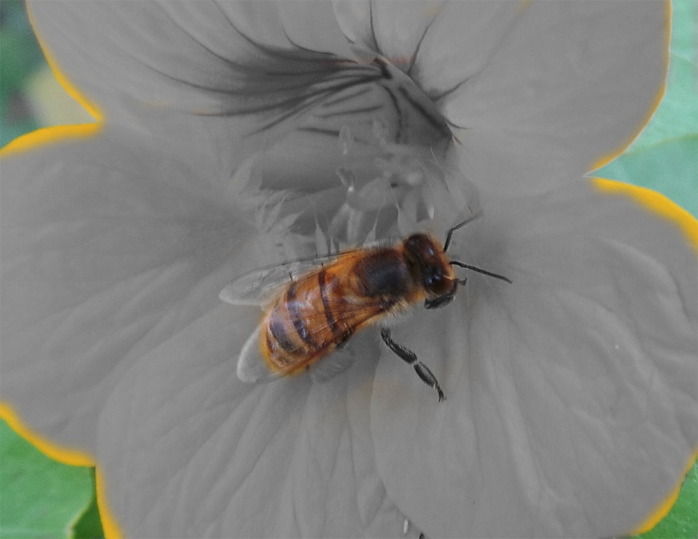 "flor y abeja" de Marta Cristina Pedraza
