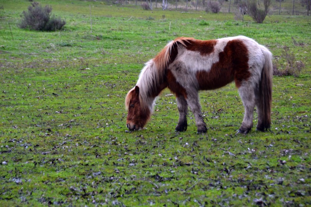 "Mi pequeo Pony" de Carlos D. Cristina Miguel