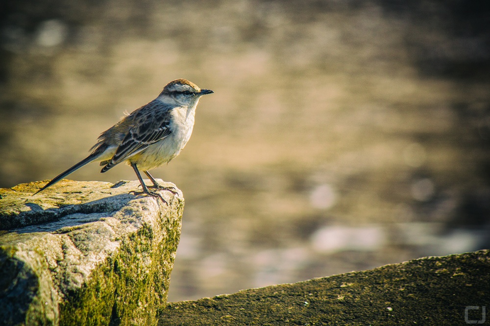 "En las piedras" de Claudio Jord