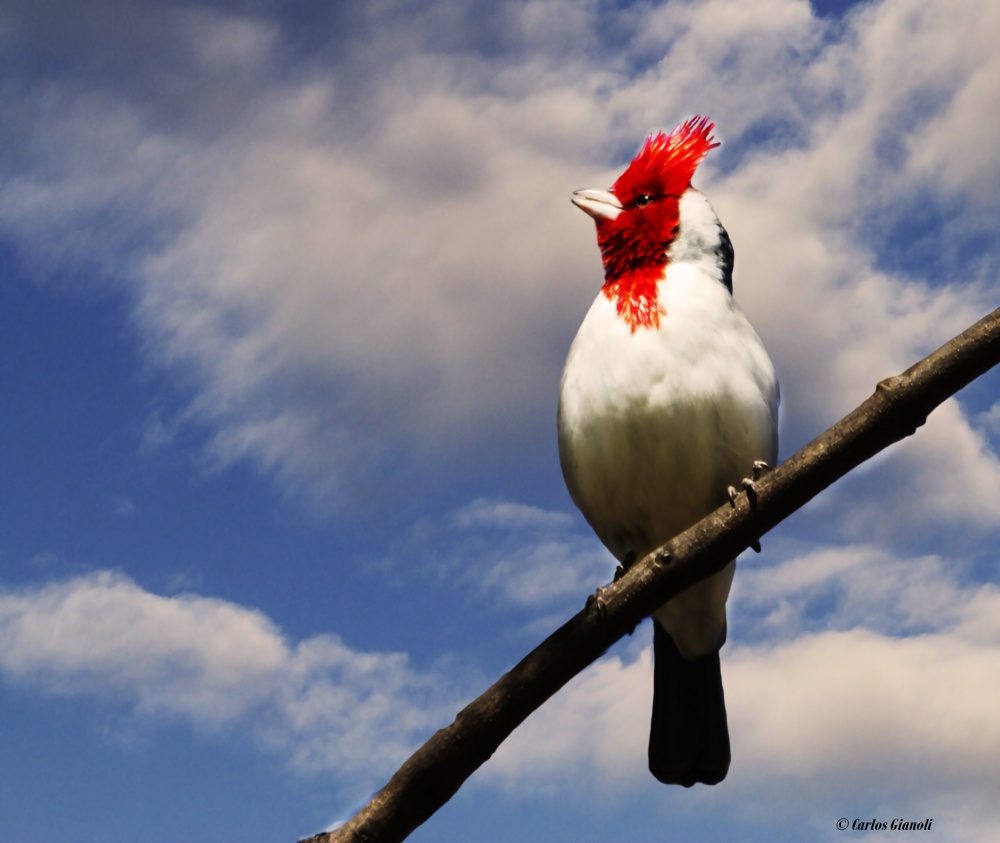 "Cardenal y cielo." de Carlos Gianoli