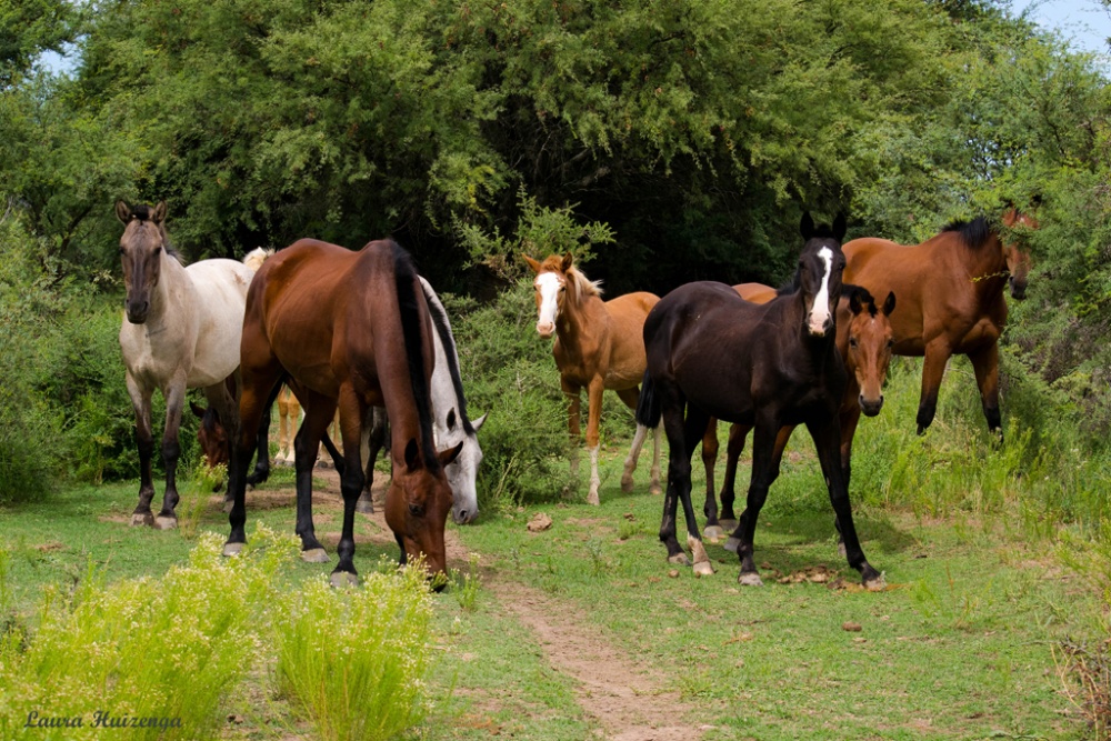 "Caballos" de Laura Noem Huizenga