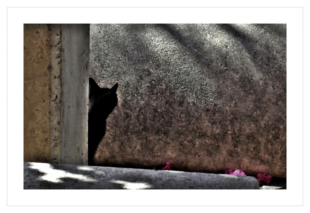 "Gato vergonzoso" de Ana Arnau