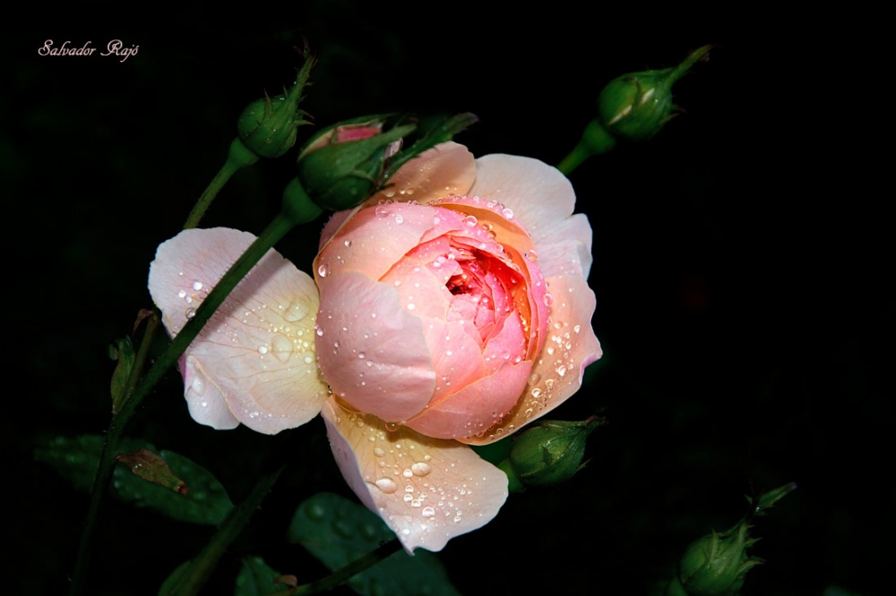 "Rosa" de Salvador Raj