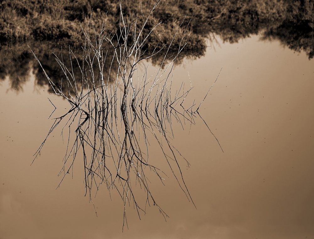 "Reflejos en sepia" de Gustavo Acosta