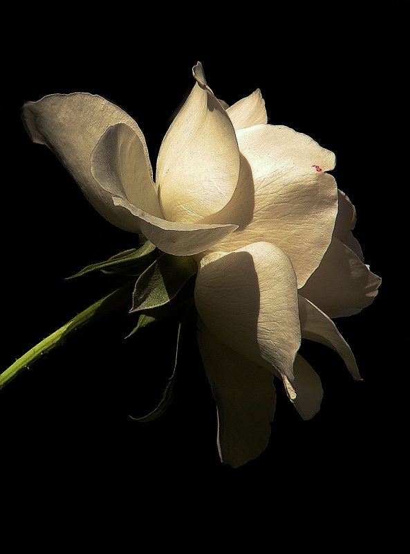 "cultivo una rosa blanca" de Edith Polverini