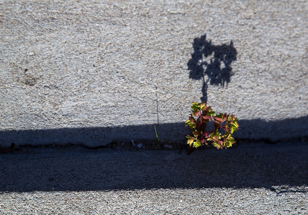 "Small tree" de Gustavo Acosta