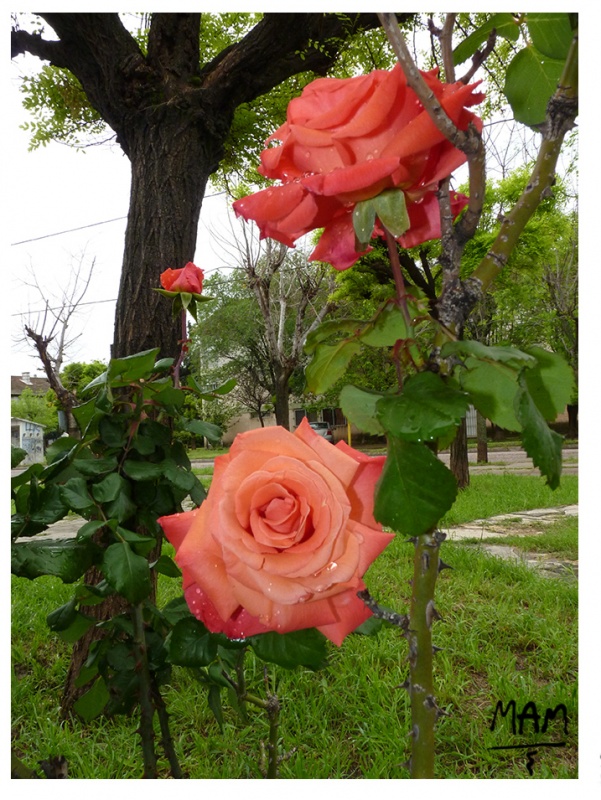 "rosas de temporada" de Marcelo Alejandro Macaroni