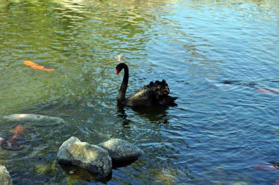 "Cisne Negro..." de Silvia Emilia Guerra