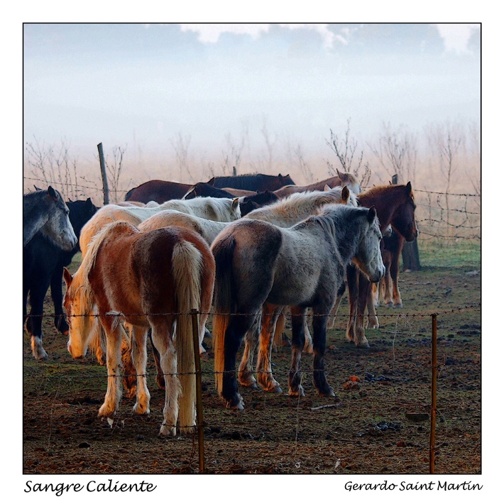 "Sangre caliente." de Gerardo Saint Martn