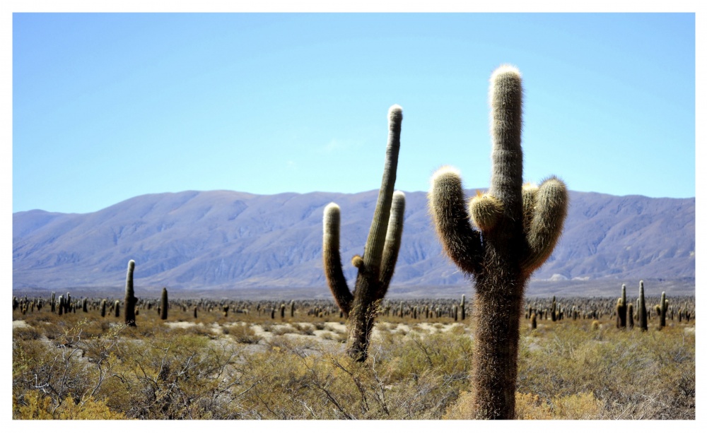 "alineados por la naturaleza" de Adriana Elizalde