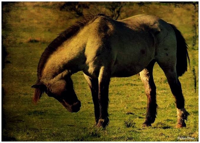 "Caballito..." de Pablo Pose