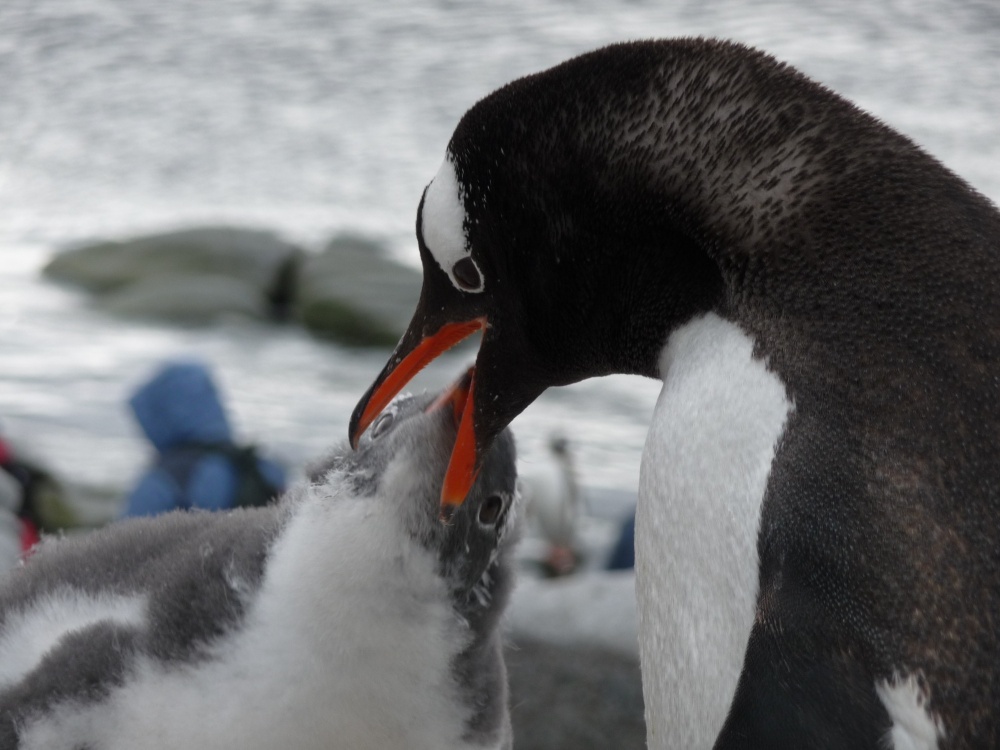 "Papas en las Shetlands" de Jose Torino