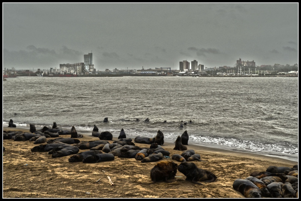 "MDQ y sus lobos" de Luis Fernando Somma (fernando)