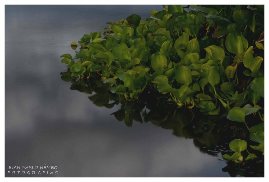 "El agua y los Camalotes" de Juan P. Nemec